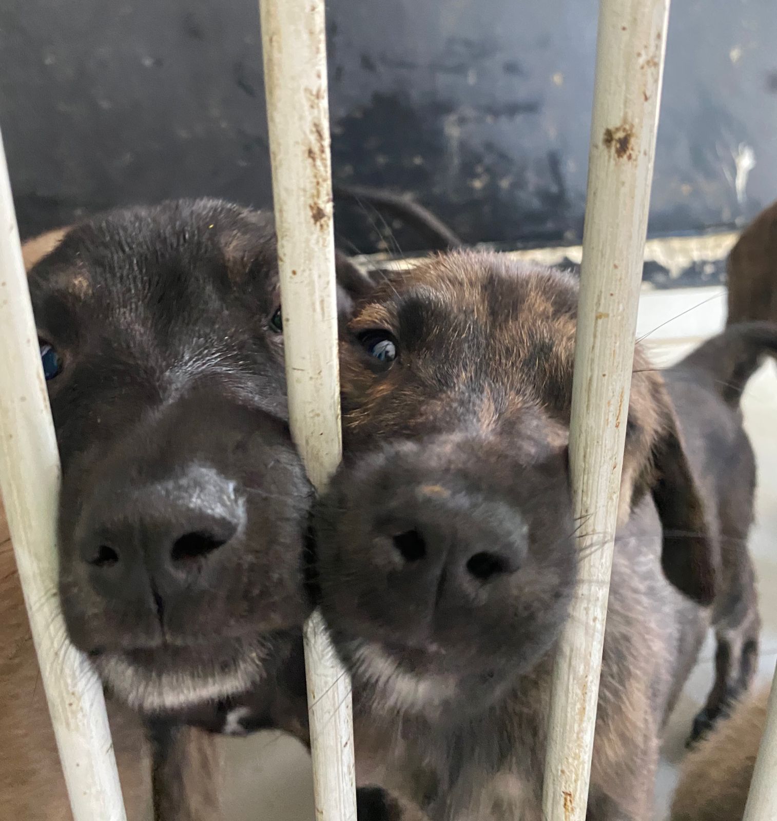 Abran su corazón y adopten un perrito: Dog Love