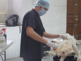 Esterilizan a 39 perros y gatos en Juan Aldama
