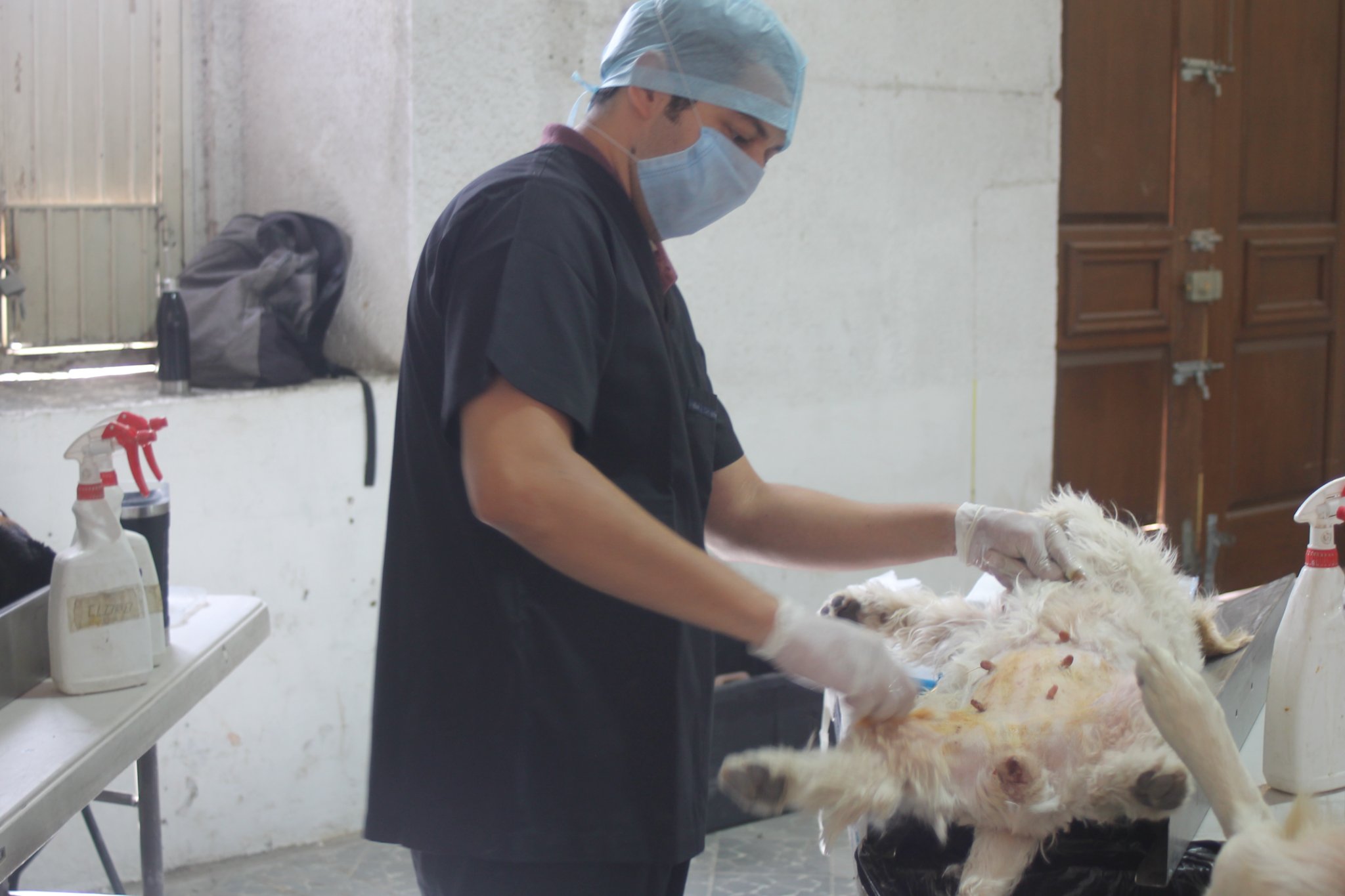 Esterilizan a 39 perros y gatos en Juan Aldama