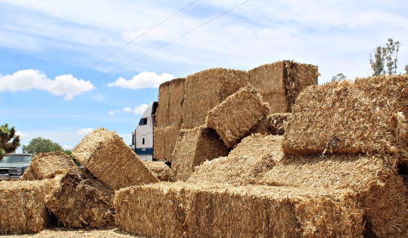 Entregan pacas de forraje en Pinos