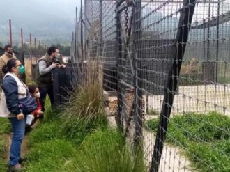 Profepa halla 190 felinos, entre leones africanos y blancos, tigres, jaguares y pumas maltratados en santuario del Ajusco