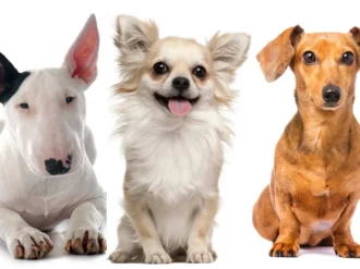 Los perros también «lloran» de alegría