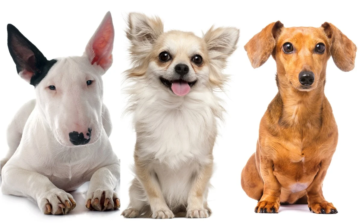 Los perros también «lloran» de alegría