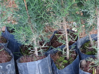 Buscan anclar valores humanos con reforestación