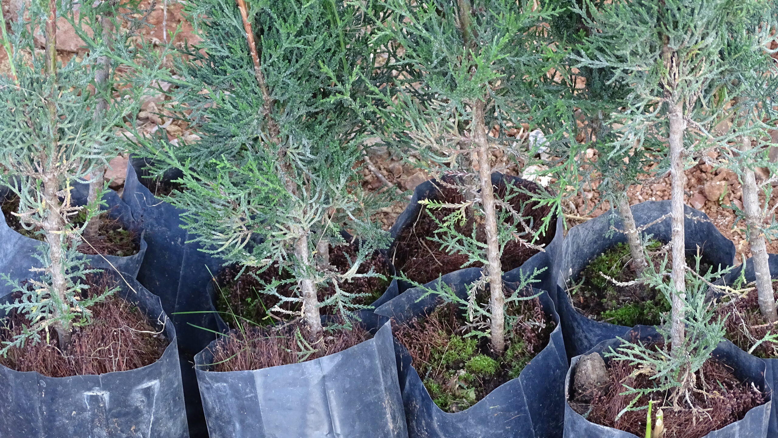 Buscan anclar valores humanos con reforestación