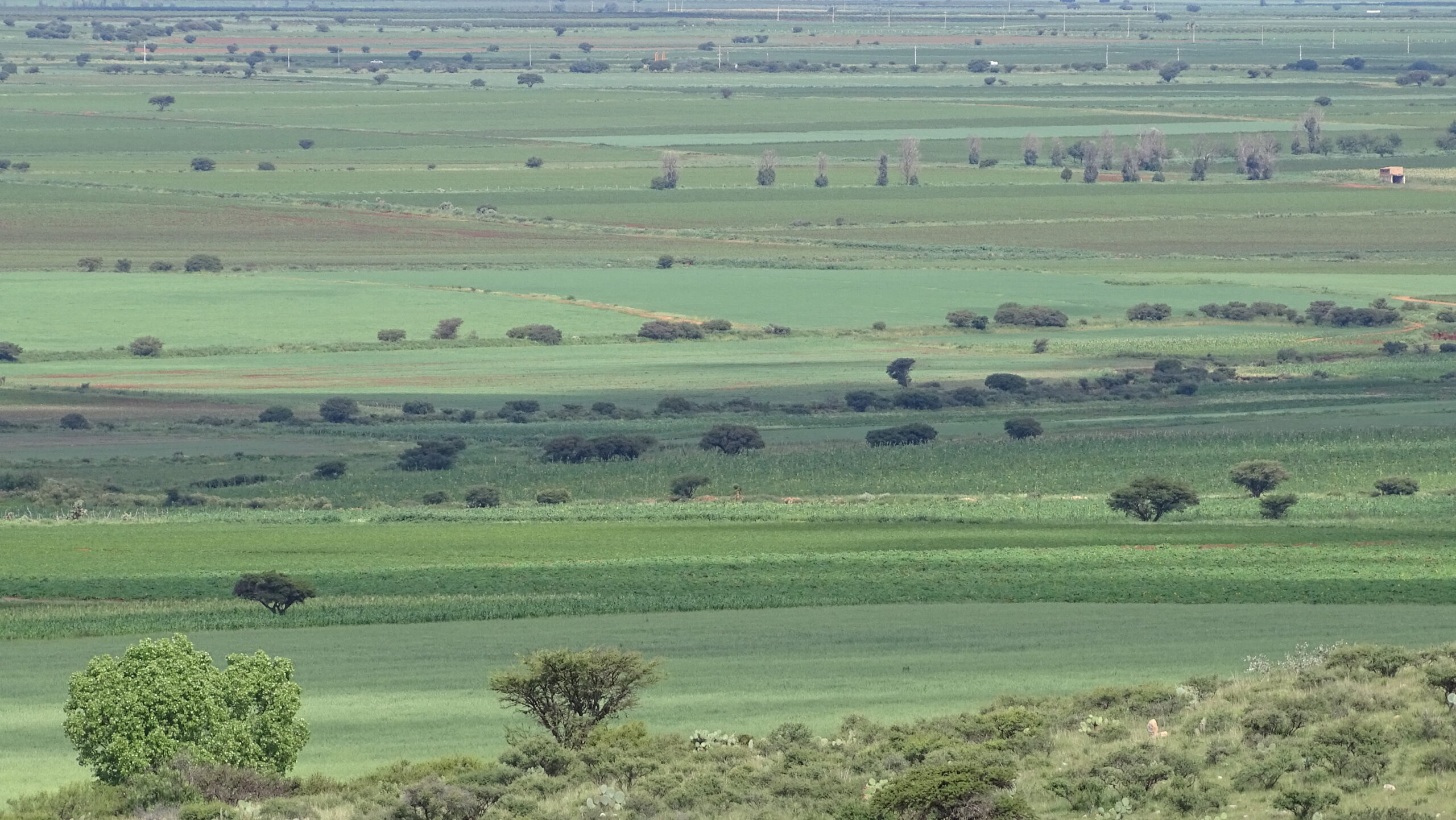 Destinan 2 mdp para rescate del campo en Sombrerete