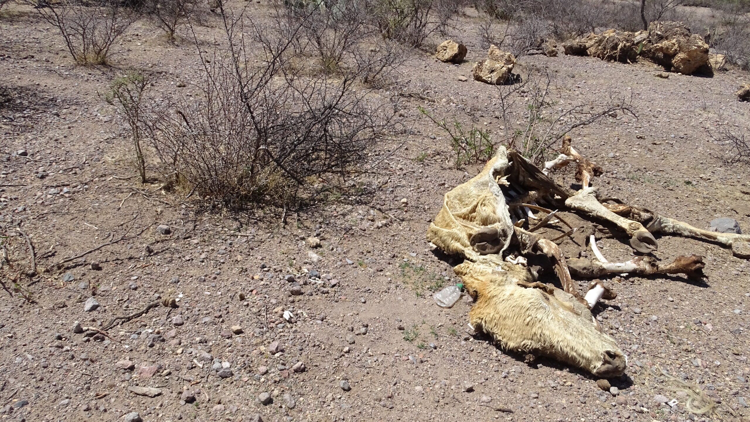Crean plan para prevenir y manejar efectos de la sequía