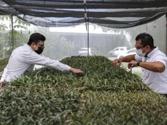Con agave, científicos mexicanos rescatan el «oro verde»