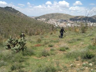 Reforestación de árboles, prioridad de la capital