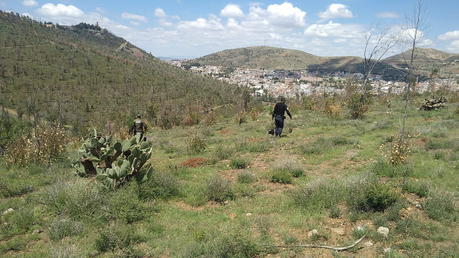 Reforestación de árboles, prioridad de la capital
