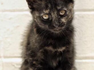 Temen sacrificios de gatos negros y blancos