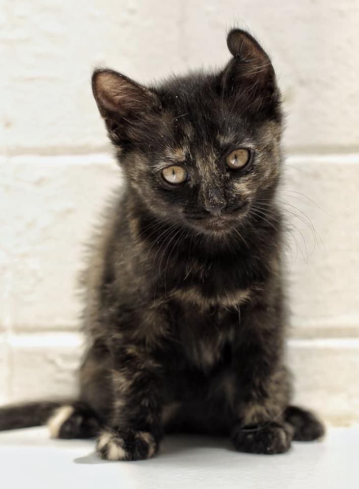 Temen sacrificios de gatos negros y blancos