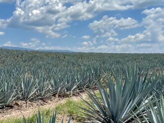 Zacatecas, sexto lugar en producción de mezcal