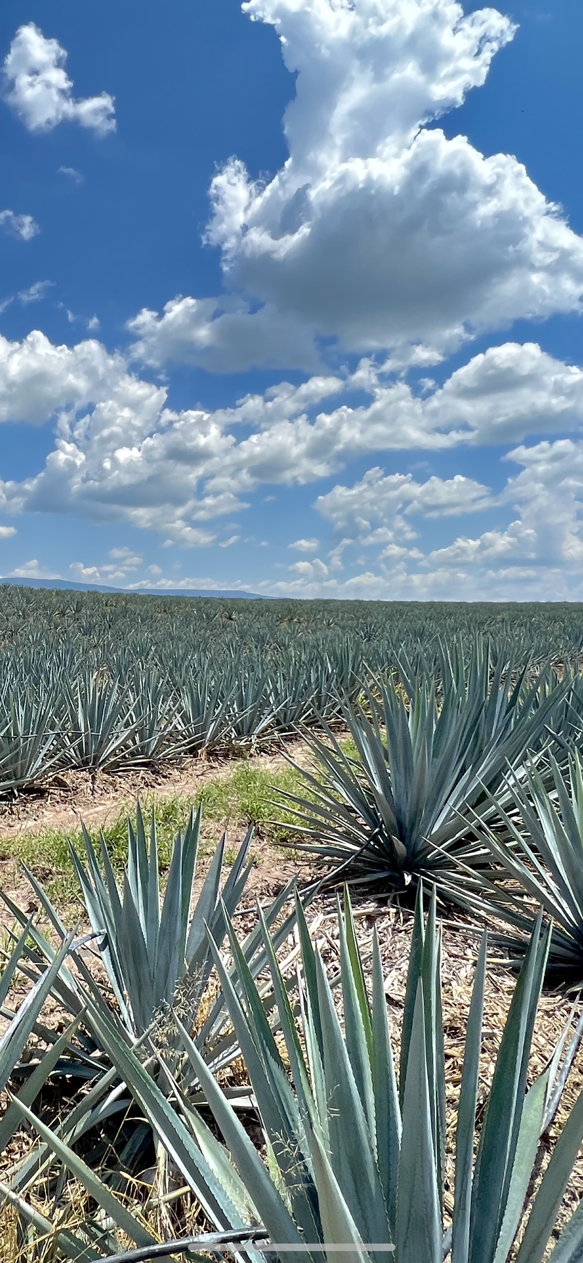 Zacatecas, sexto lugar en producción de mezcal