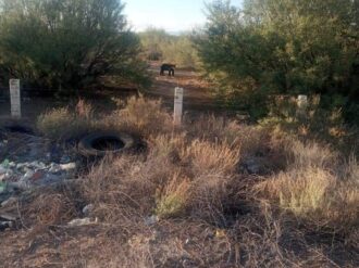 Se mantienen en alerta por presencia de osos en Concepción del Oro