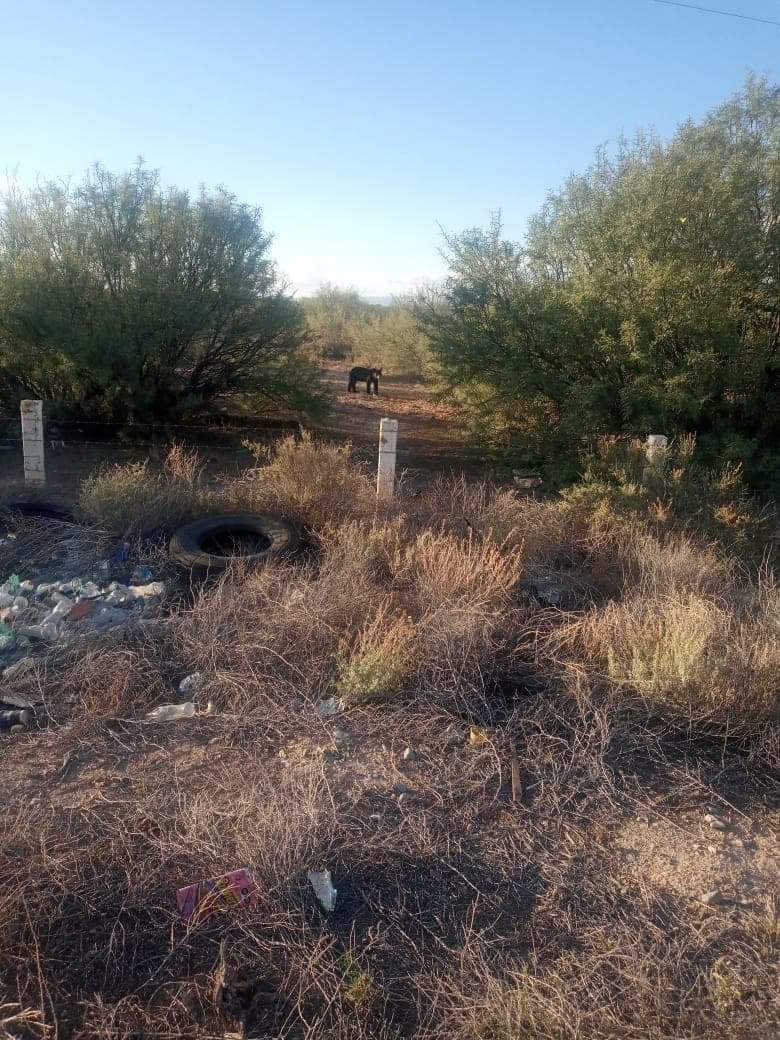 Se mantienen en alerta por presencia de osos en Concepción del Oro