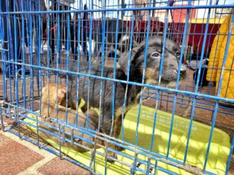 Esperan un hogar más de 300 lomitos y michis