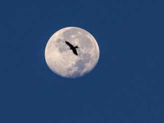 El día en que la humanidad creyó que había vida en la Luna