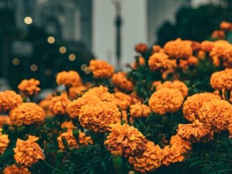 Registradas 27 variedades de cempasúchil en México