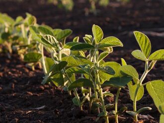 Destaca Zacatecas en producción agrícola