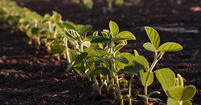 Destaca Zacatecas en producción agrícola