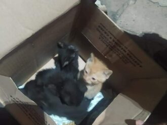 Tiran gatitos a la basura: piden reportar