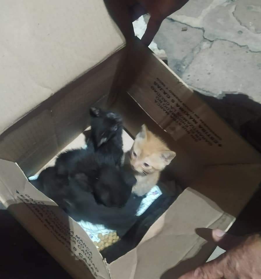 Tiran gatitos a la basura: piden reportar
