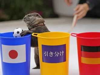 Nutria predice ganadores de la Copa del Mundo