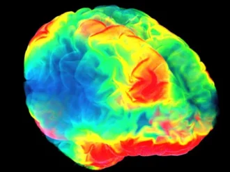 ¿Cómo se genera el placer en nuestro cerebro?, científico responde