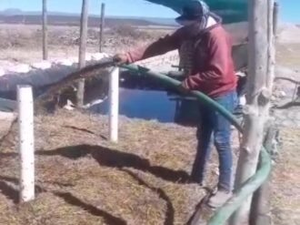 Produce Río Grande su biofertilizante