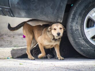Se dispara en 400% el abandono de mascotas 