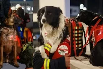 Perros rescatistas mexicanos viajan a Turquía