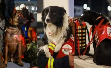 Perros rescatistas mexicanos viajan a Turquía