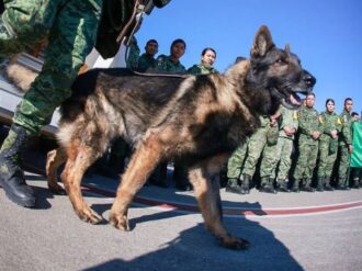 Reconocen a binomios caninos en el Senado