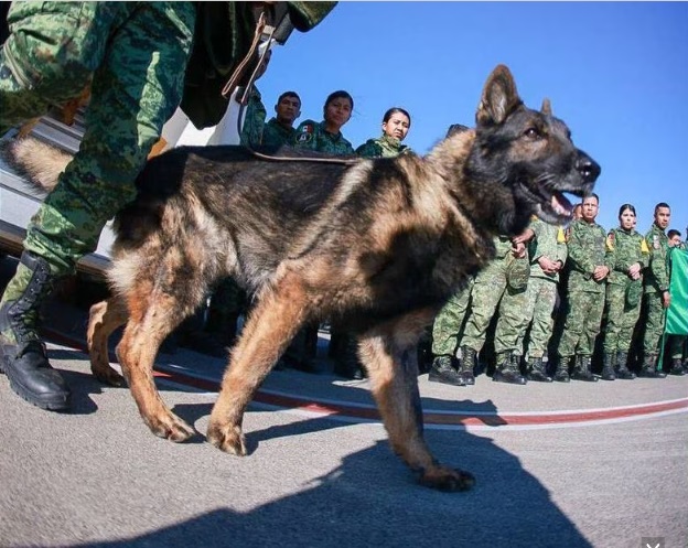 Reconocen a binomios caninos en el Senado