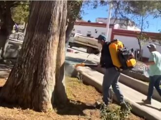 Mejoran áreas verdes en el jardín principal de Pinos