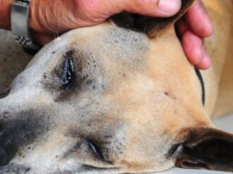 Rescate de perrito que cayó a un estanque de agua congelada en EU se viraliza