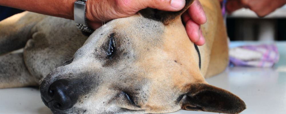 Rescate de perrito que cayó a un estanque de agua congelada en EU se viraliza