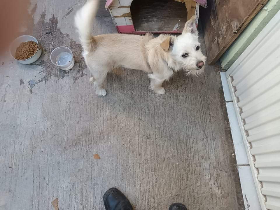 Refugio de mascotas carece de alimentos y tratan de extorsionarlos