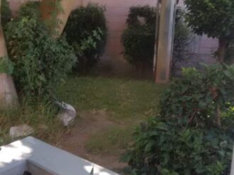 Dan mantenimiento a las áreas verdes