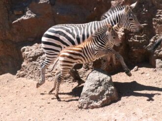 Necesario, mejorar instalaciones de La Encantada: subdirector