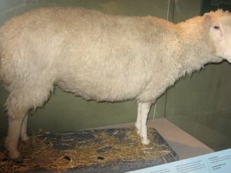 Se cumplen 27 de años de la oveja Dolly, primer animal clonado