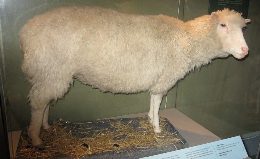 Se cumplen 27 de años de la oveja Dolly, primer animal clonado