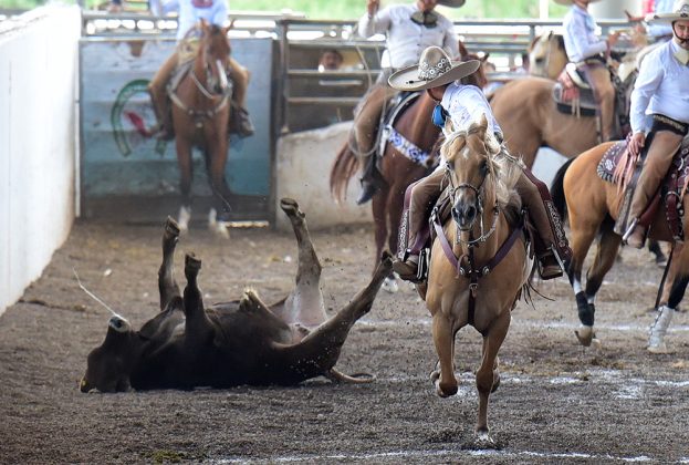 Campeón a caballo