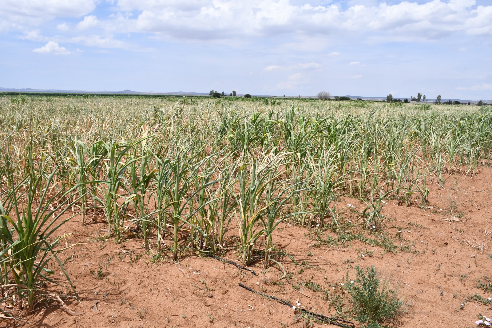 Vislumbra Sader devastación en el campo zacatecano