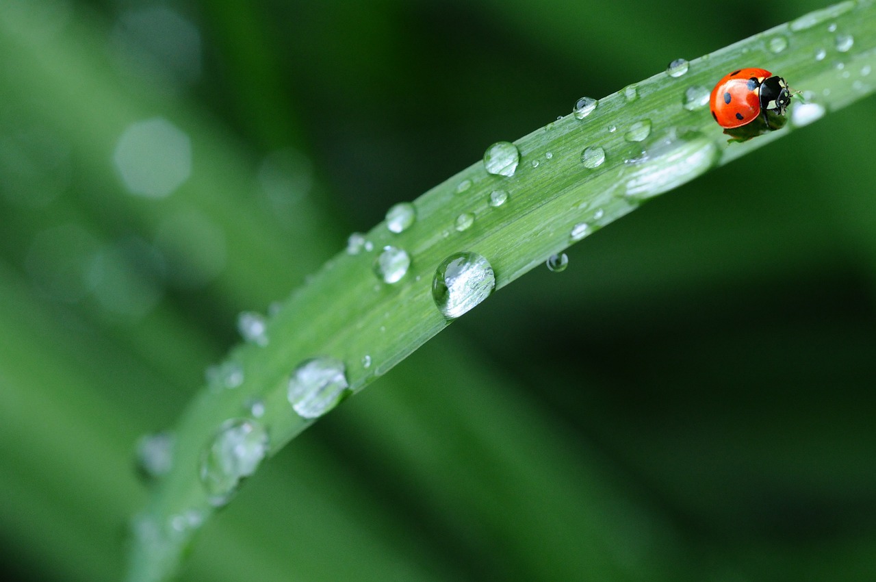 Respiro para el campo; se avecinan lluvias este fin de semana