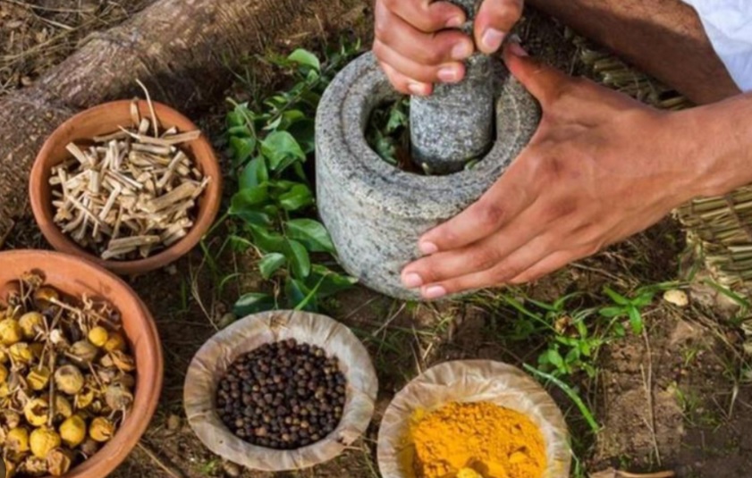 Distribuyen Fascículo de Herbolaria del pueblo Yaqui