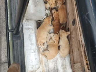 Ayuntamiento de Zacatecas invita adoptar mascotas y evitar el abandono.