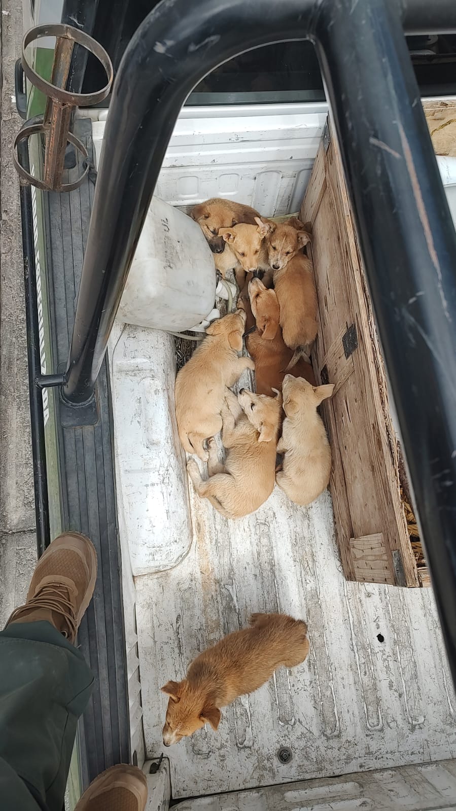 Ayuntamiento de Zacatecas invita adoptar mascotas y evitar el abandono.