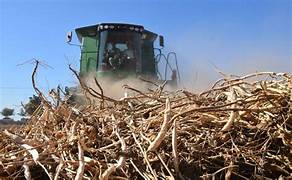 Descubren frijoleros que DMA sigue sin presentar declaratoria de emergencia por sequía 